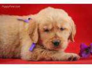 Golden Retriever Puppy for sale in Flat Rock, IL, USA