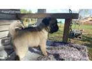 Pug Puppy for sale in Rockport, TX, USA