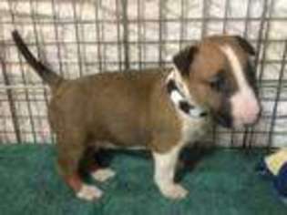 Bull Terrier Puppy for sale in Wesley Chapel, FL, USA