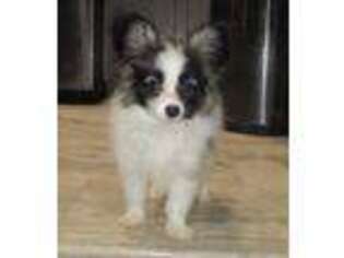 Papillon Puppy for sale in Newark, OH, USA