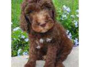 Goldendoodle Puppy for sale in Winter Garden, FL, USA