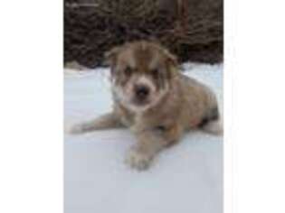 Siberian Husky Puppy for sale in West Bountiful, UT, USA