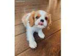Cavalier King Charles Spaniel Puppy for sale in Howell, MI, USA