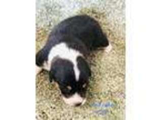 Pembroke Welsh Corgi Puppy for sale in Akron, CO, USA
