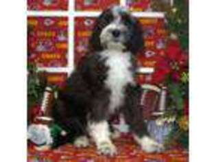 Brittany Puppy for sale in Hutchinson, KS, USA