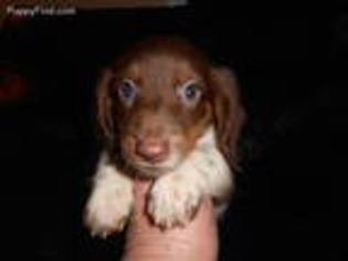Dachshund Puppy for sale in Dewey, AZ, USA