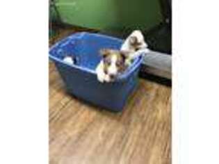 Border Collie Puppy for sale in Pierpont, OH, USA