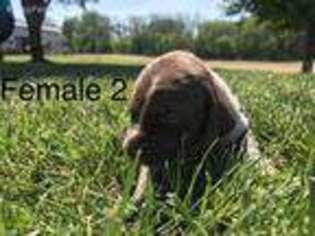 German Shorthaired Pointer Puppy for sale in Milroy, IN, USA