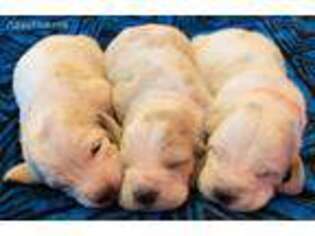 Basset Hound Puppy for sale in Sunbury, PA, USA