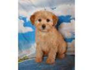 Cavapoo Puppy for sale in Pinon Hills, CA, USA