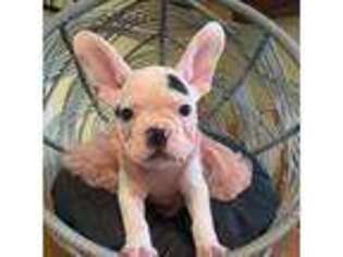 French Bulldog Puppy for sale in Alfred, ME, USA