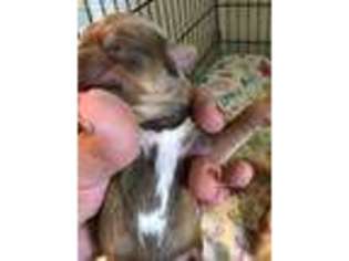 Shorkie Tzu Puppy for sale in Milledgeville, GA, USA