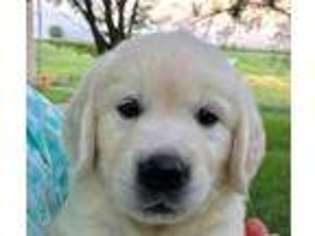 Golden Retriever Puppy for sale in Kalona, IA, USA