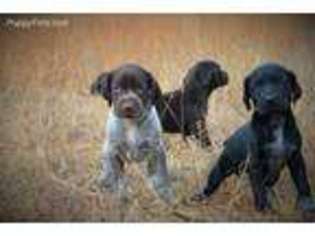German Shorthaired Pointer Puppy for sale in Boley, OK, USA
