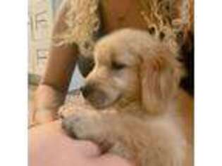 Golden Retriever Puppy for sale in Deerfield Beach, FL, USA