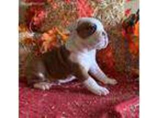 Olde English Bulldogge Puppy for sale in Decatur, MS, USA