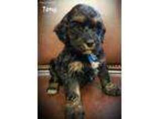 Labradoodle Puppy for sale in Hurt, VA, USA