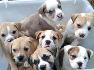 Olde English Bulldogge Puppy for sale in Reidsville, NC, USA