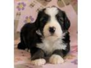 Bernese Mountain Dog Puppy for sale in Ladson, SC, USA