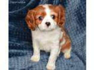 Cavalier King Charles Spaniel Puppy for sale in Greensboro, NC, USA