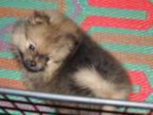 Pomeranian Puppy for sale in Sugar Valley, GA, USA