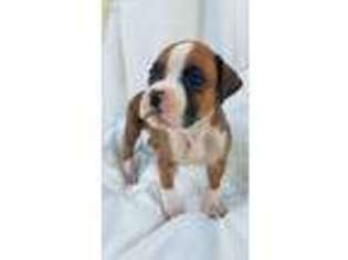 Boxer Puppy for sale in Gainesville, GA, USA
