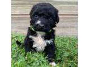 Portuguese Water Dog Puppy for sale in Beach City, OH, USA