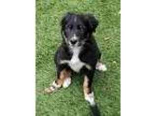 Border Collie Puppy for sale in Lafayette, CA, USA