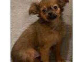 Chihuahua Puppy for sale in Seneca Falls, NY, USA