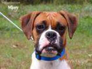 Boxer Puppy for sale in Elkland, MO, USA