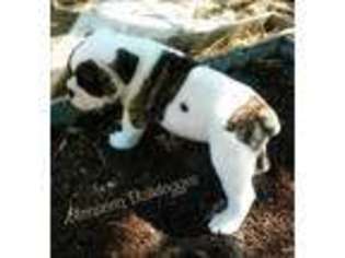 Olde English Bulldogge Puppy for sale in Benson, AZ, USA