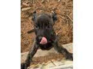 Dutch Shepherd Dog Puppy for sale in Fort Smith, AR, USA