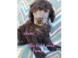 Mutt Puppy for sale in Colony, OK, USA