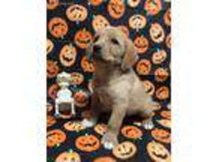 Labrador Retriever Puppy for sale in Avery, TX, USA