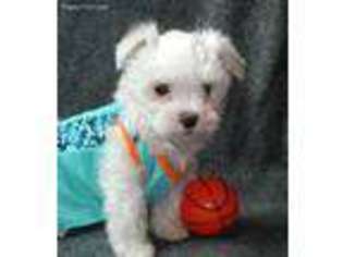 Maltese Puppy for sale in Lamar, MO, USA