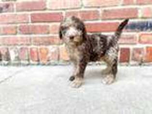 Labradoodle Puppy for sale in Mulvane, KS, USA