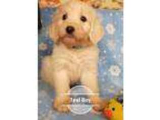 Goldendoodle Puppy for sale in Sonora, CA, USA