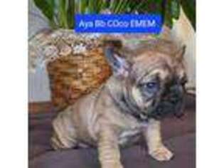 French Bulldog Puppy for sale in Fort Lawn, SC, USA