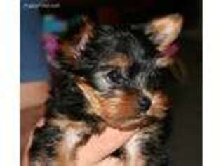 Yorkshire Terrier Puppy for sale in Salt Lake City, UT, USA