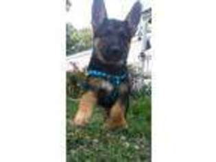 German Shepherd Dog Puppy for sale in Rolla, MO, USA