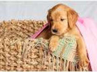 Golden Retriever Puppy for sale in Excelsior Springs, MO, USA