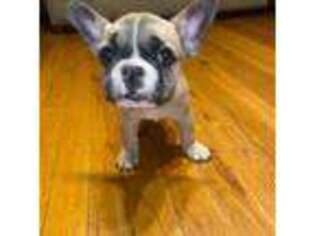 French Bulldog Puppy for sale in Elmont, NY, USA