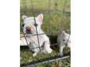 French Bulldog Puppy for sale in Magnolia, AR, USA