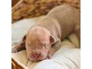 American Staffordshire Terrier Puppy for sale in Sanford, NC, USA