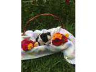 Boston Terrier Puppy for sale in Coal City, IN, USA