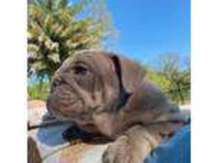 Bulldog Puppy for sale in Mobile, AL, USA