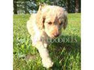 Goldendoodle Puppy for sale in Burton, OH, USA