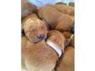 Golden Retriever Puppy for sale in Upsala, MN, USA
