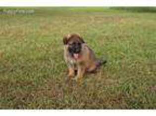 German Shepherd Dog Puppy for sale in Paden, OK, USA