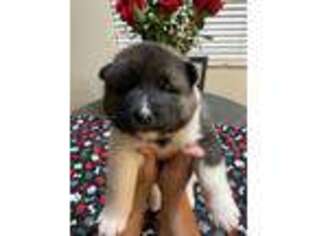 Akita Puppy for sale in Concord, CA, USA